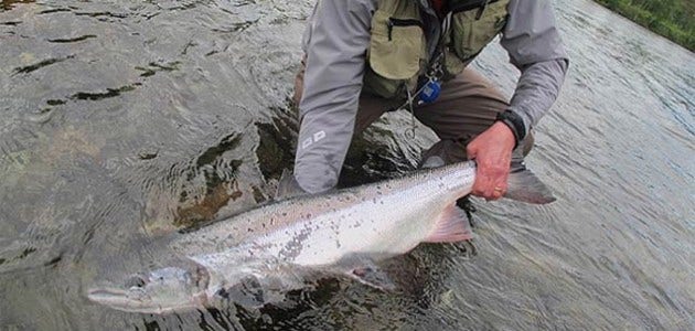 Salmon Fly Fishing for Spring Salmon