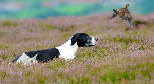 Grouse Shooting