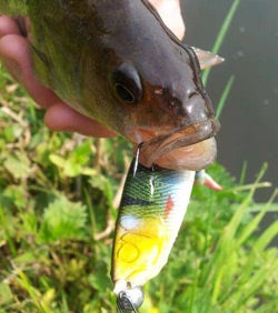Fish with Lure