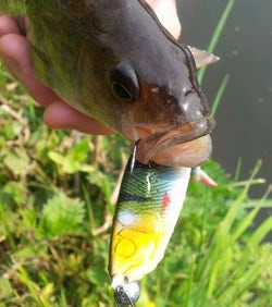 Fish with Lure