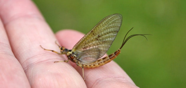 Mayfly