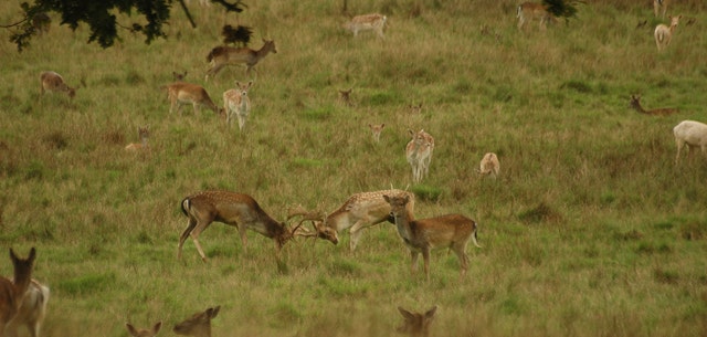 Fallow Deer Stalking Guide