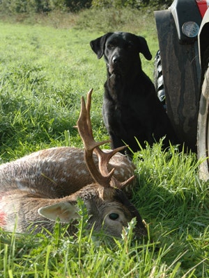 Fallow Deer Stalking Guide