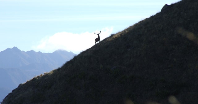 Deer Stalking UK