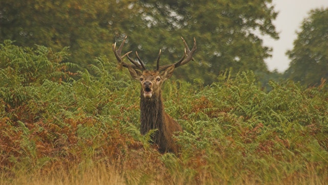 The roar of a deer