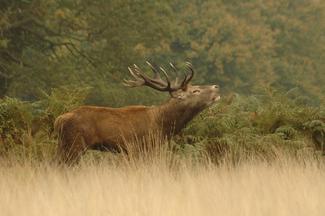 A stunning stag