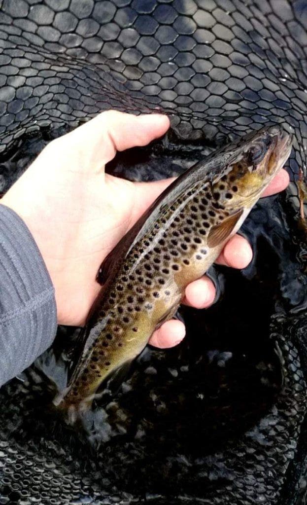 Highland Loch Brown Trout