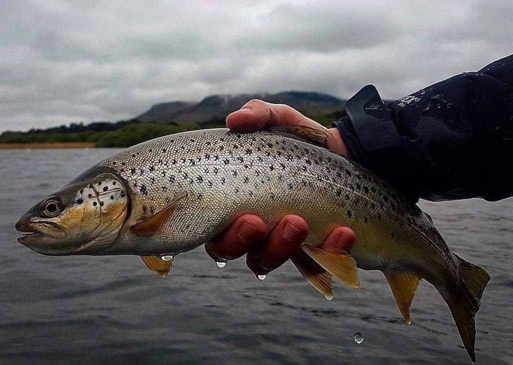 Loch Leven Brown Trout