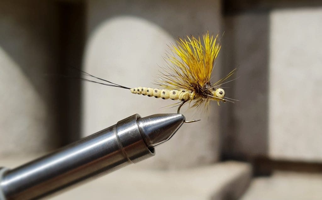 Mohican Mayfly