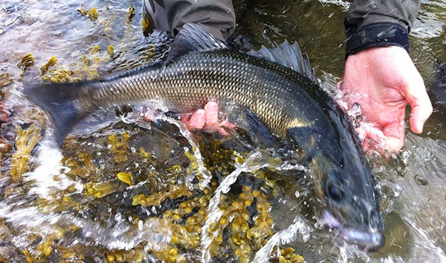 Estuary Bass Release