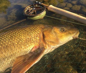 Nick's First Ever Barbel