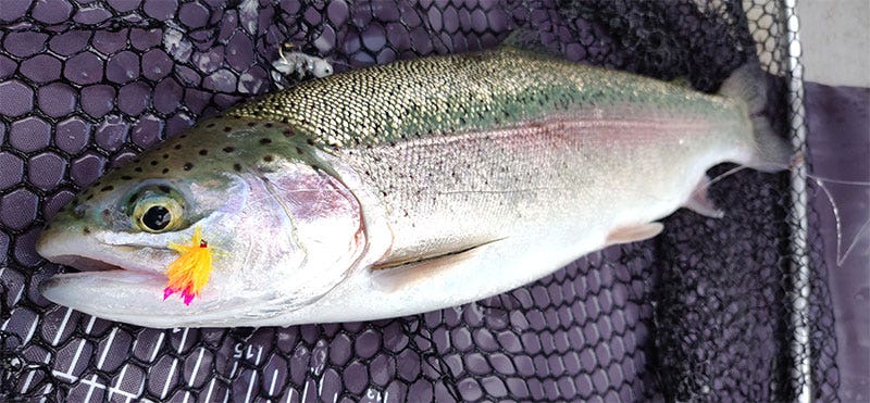 summer rainbow trout fishing on Rutland