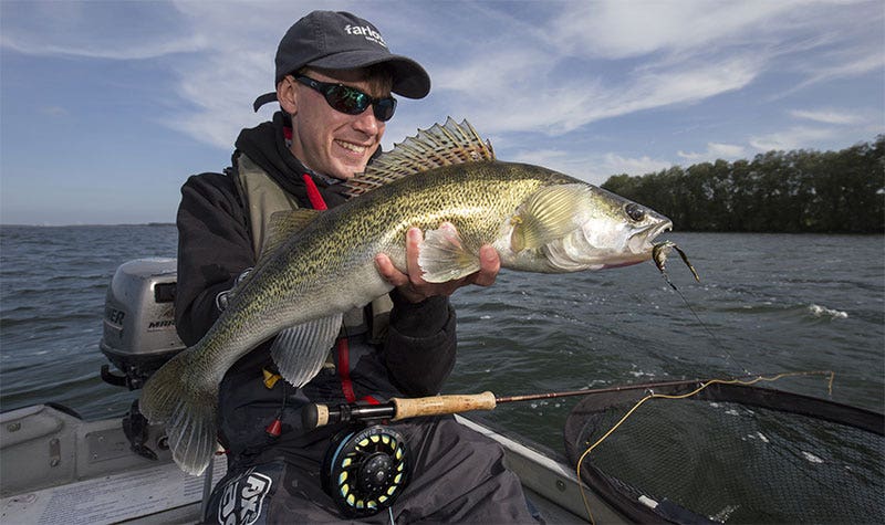 Zander fly fishing