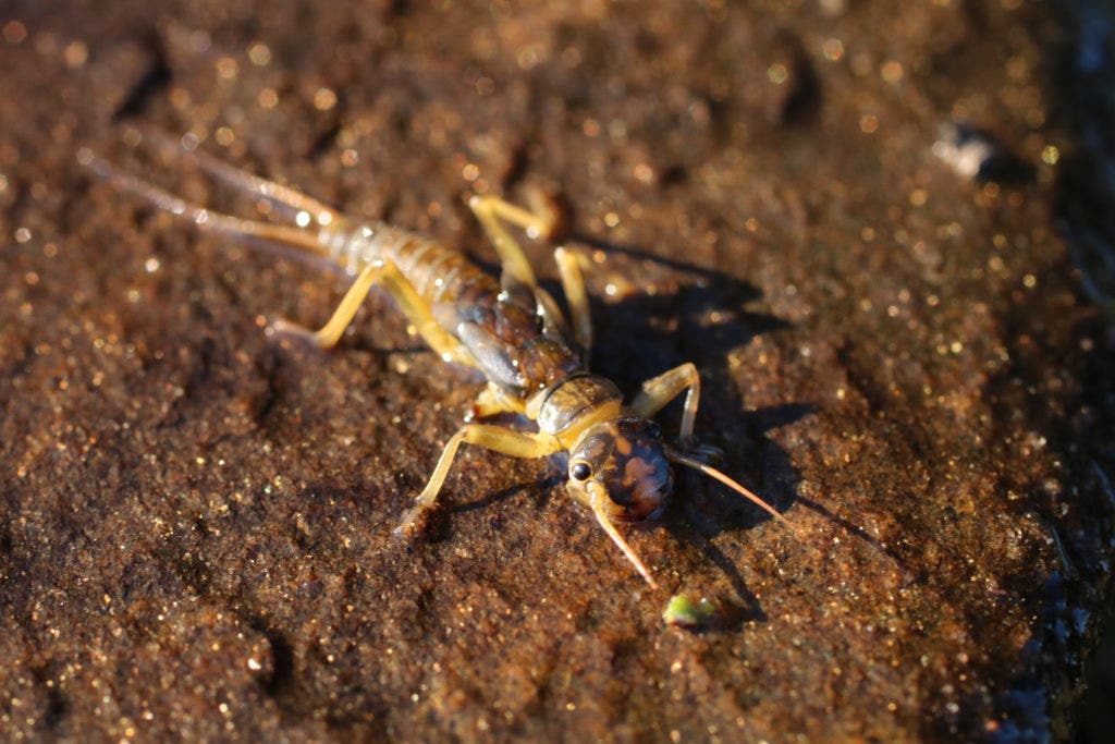 Stonefly