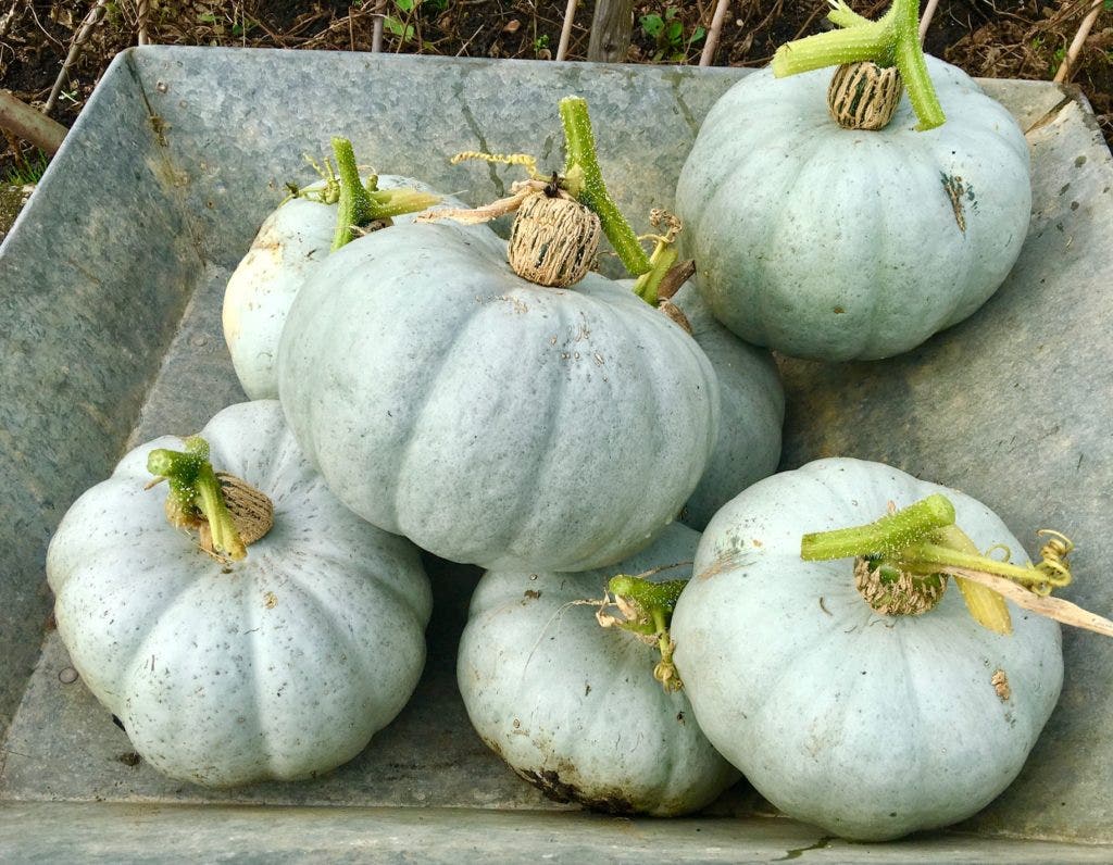 Crown Prince Pumpkin