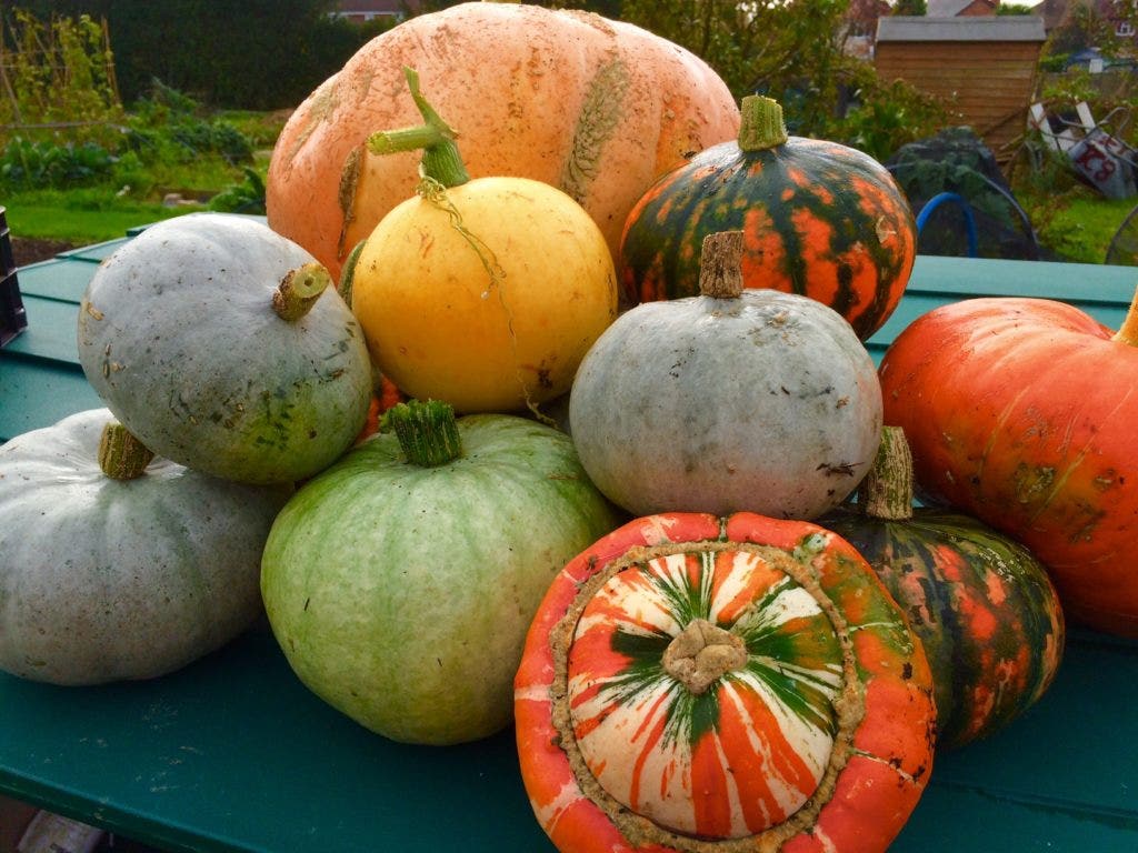 Stop Halloween Pumpkin Waste