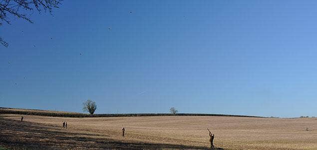 Hitting High Pheasants with Shooting Expert Ed Solomons