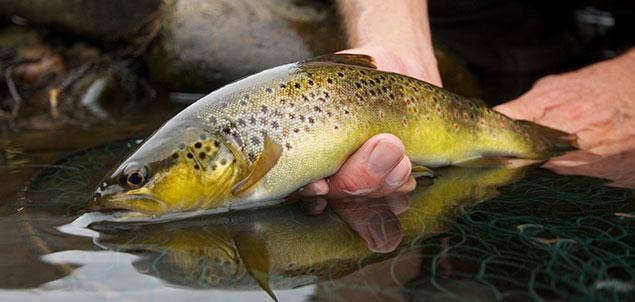 Trout Fishing Advice and Guides - Farlows in the Field