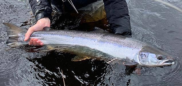 How to Perform Salmon CPR - Catch, Photo, Release