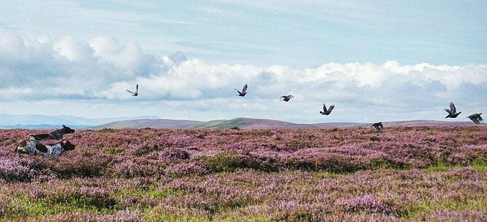 The Glorious Twelfth, What To Wear Grouse Shooting