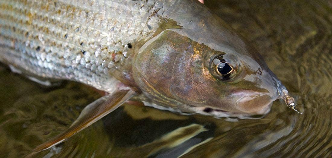 Czech Nymphing for Grayling