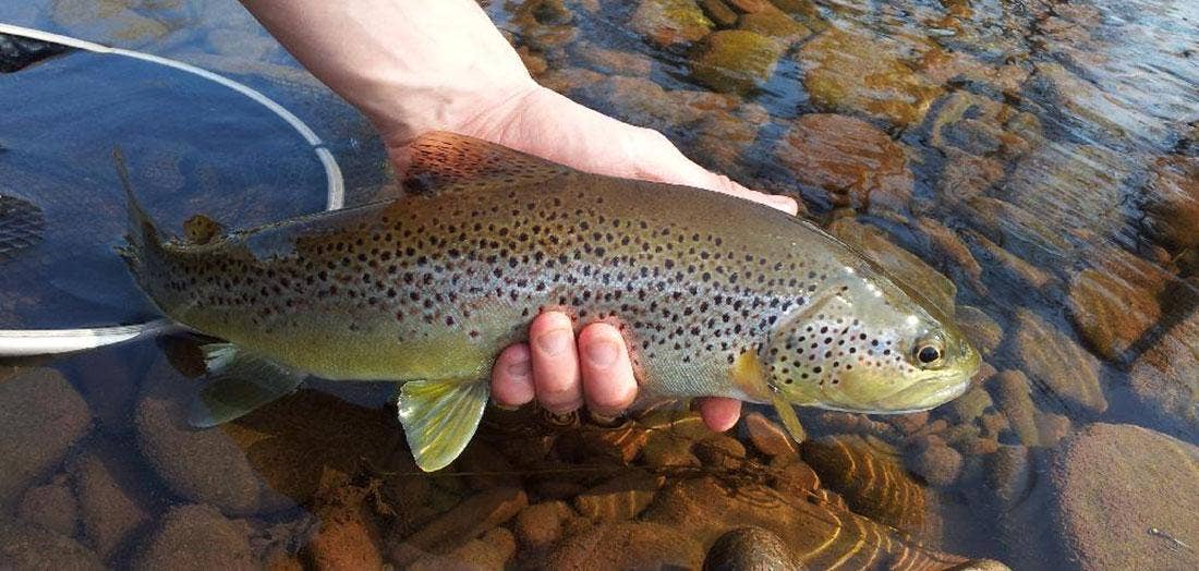 Early Season Trout Fishing on the River Usk - Farlows in the Field