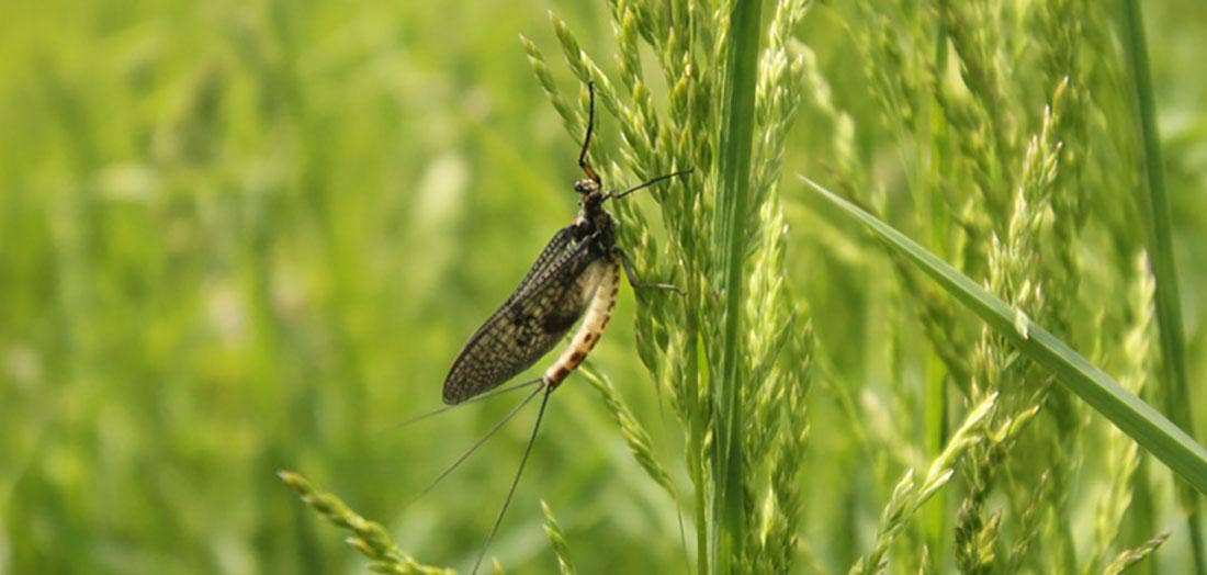 Essential Mayfly Patterns