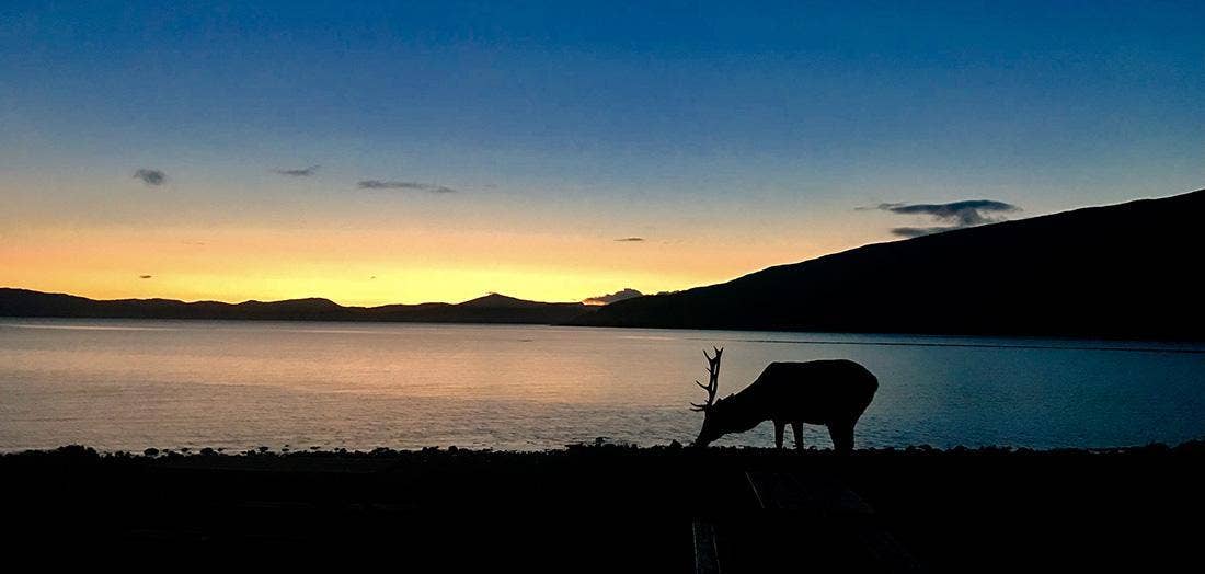 Red Deer Stag Stalking