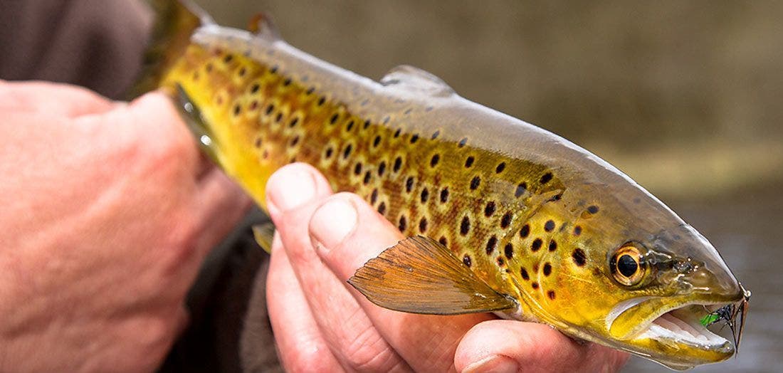 Early Season Fly Fishing for River Trout - Farlows in the Field