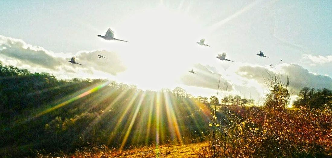 Pheasant Shooting Season