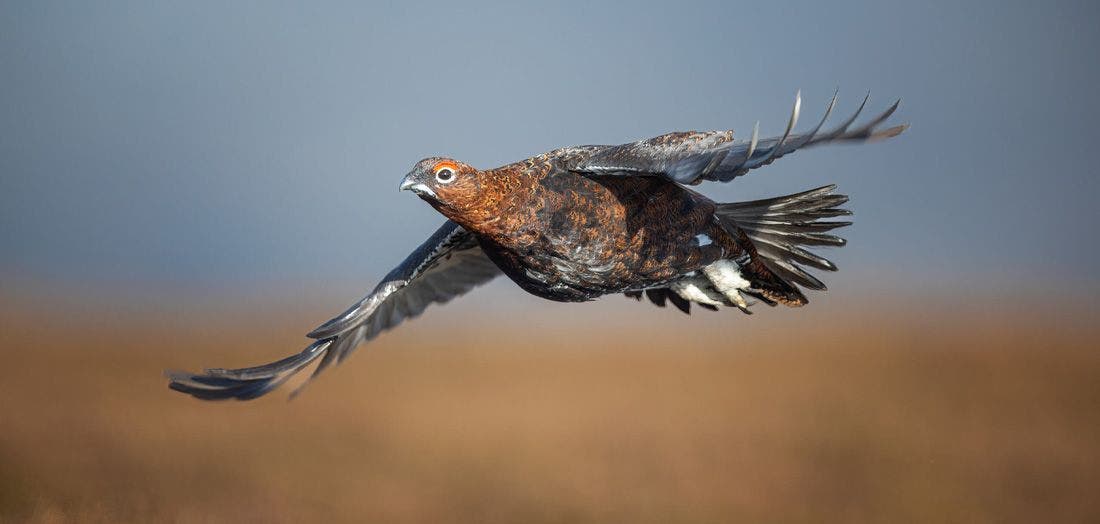 Grouse Moor Management Insights from Farlows Nick Newton