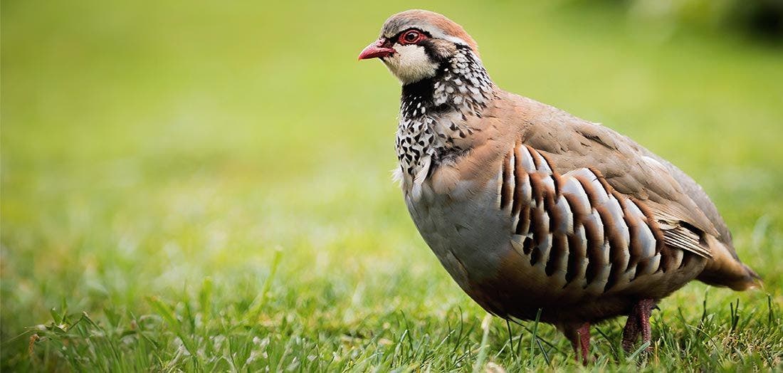 Partridge Shooting Season