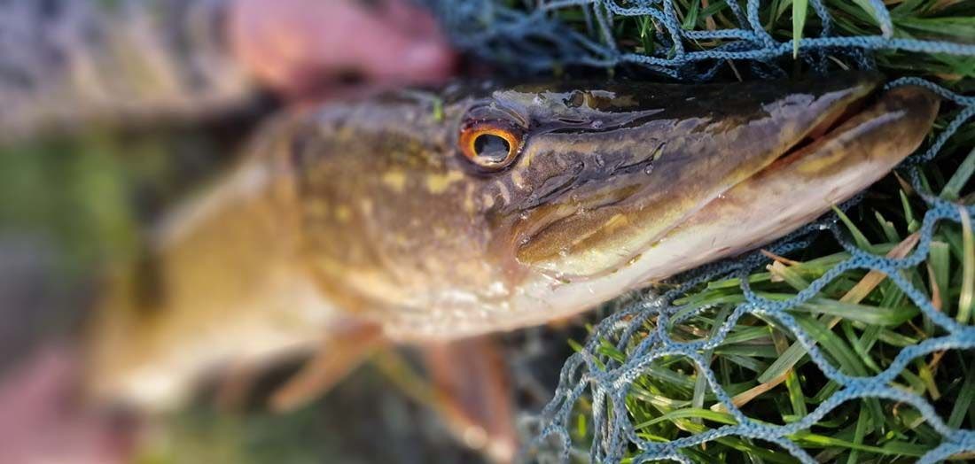 Fly Fishing for Predators