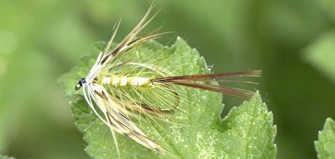 Nick's Must Have Guide to Mayflies