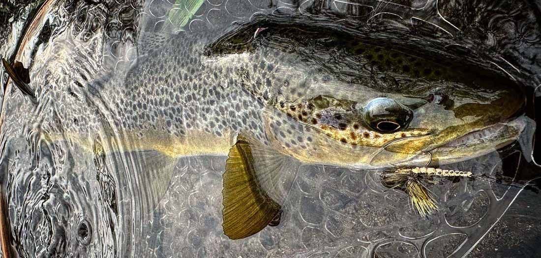 Mayfly Season, Nick's Top Tips