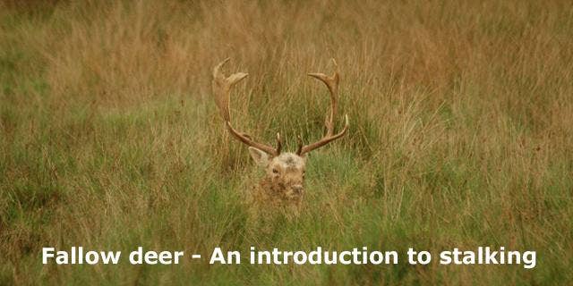 Fallow Deer - The Perfect Introduction to Stalking