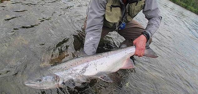 Salmon Fly Fishing in Norway