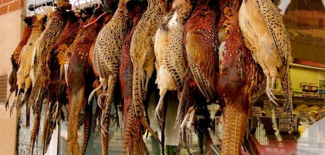 Pheasant Plucking