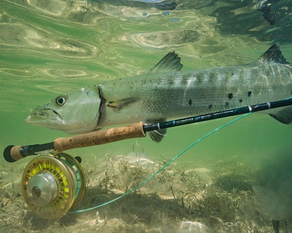 SAGE SALT R8 FLY ROD IN ACTION FISHING