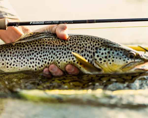 SAGE CLASSIC R8 FLY FISHING ROD