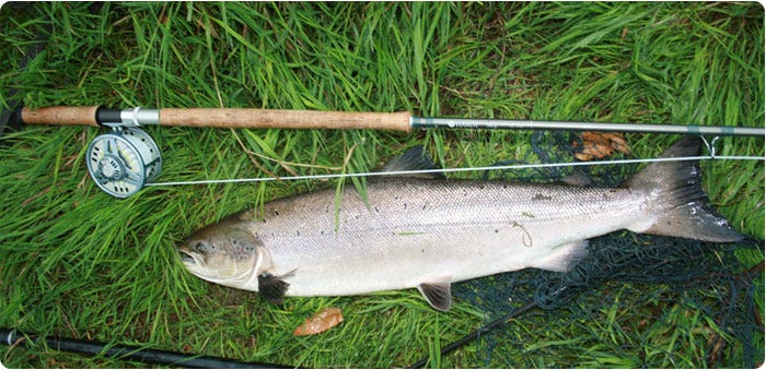 Trout caught in Suir, Ireland