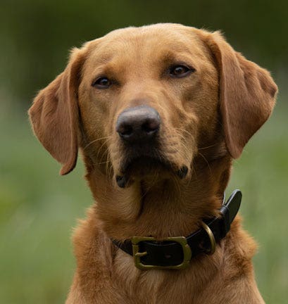 FARLOWS BRIDLE LEATHER DOG COLLAR