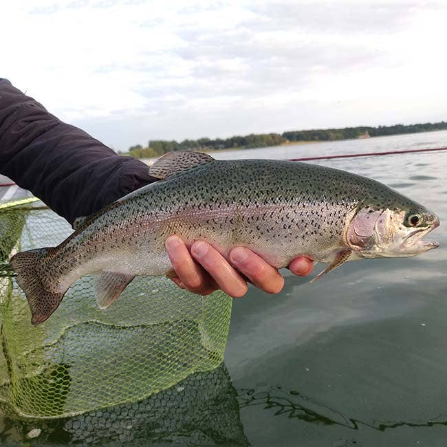 Get your stillwater trout angling off to a flying start this autumn and browse our top fly fishing tackle for trout. Stillwater Trout Tackle