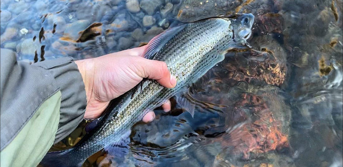 Grayling fishing release