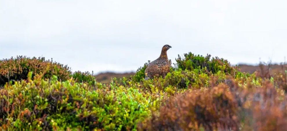 Red Grouse