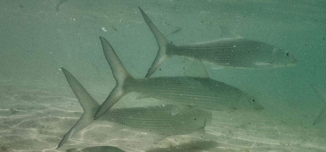 A School of Bonefish