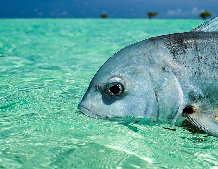 Giant Trevally