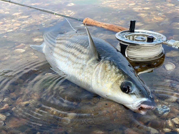 Mullet on the Fly