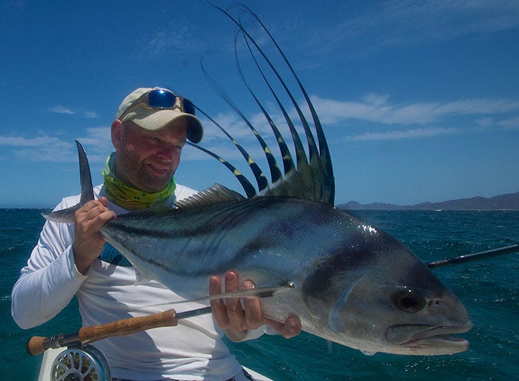 Roosterfish