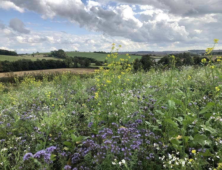 Landscape from the Allerton Project